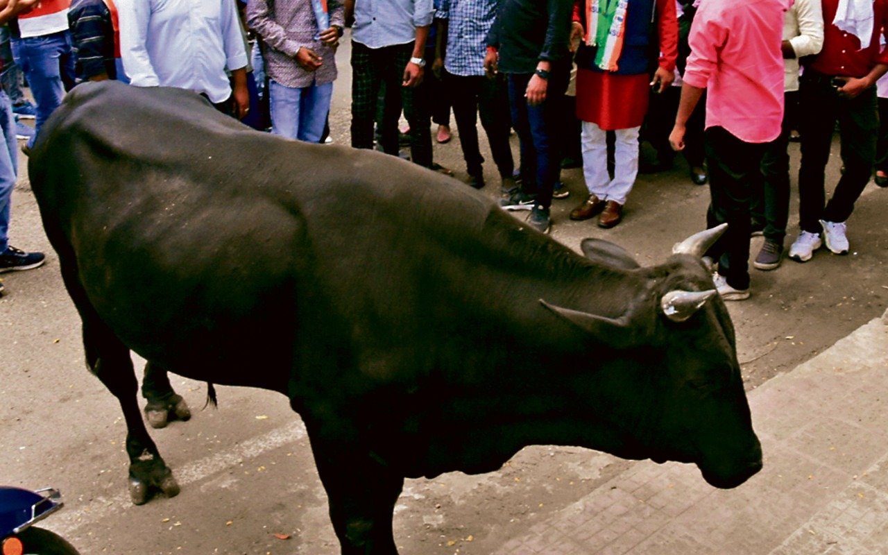 धनबाद शहर में सांड़ तो ग्रामीण इलाकों में हाथी क्यों मचा रहे उत्पात, पढ़िए इस रिपोर्ट में