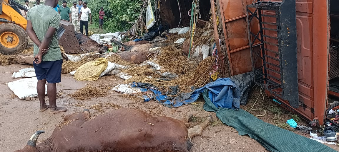 गो तस्करी के लिए ले जाए जा रहे मवेशी लदा ट्रक पलटा, 10 की मौत, मामले की जांच कर रही पुलिस