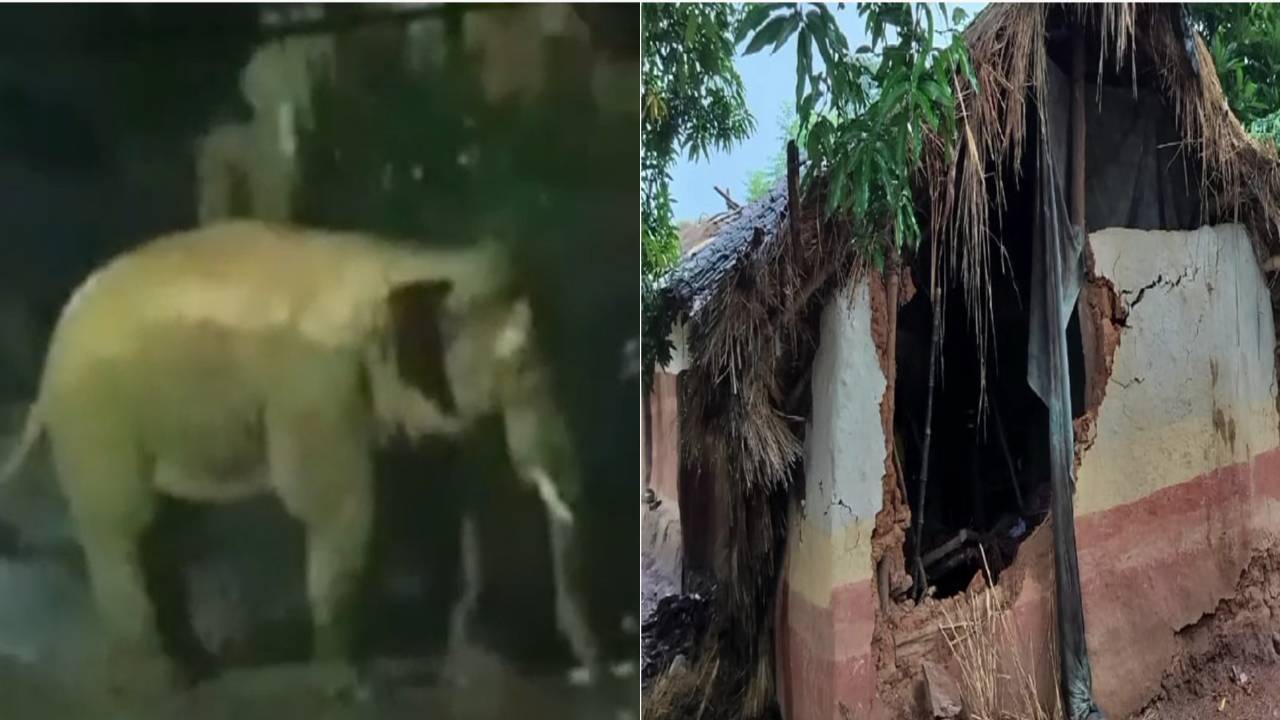Elephant Terror: हाथी के आतंक से परेशान सरायकेला वासी, वन विभाग नहीं कर रहा कोई कार्रवाई