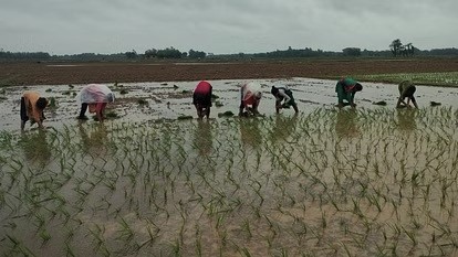 देर से आया मानसून कहीं बना किसानों के लिए संजीवनी तो कहीं किसानों के खेत हो रहे जलमग्न
