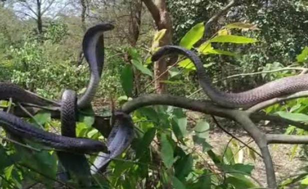 भूलकर भी घर के आस पास ना लगायें ये पांच पेड़ पौधा, वरना बरसात में सांपों के आतंक से हो जायेंगे परेशान, जानें पौधों के नाम