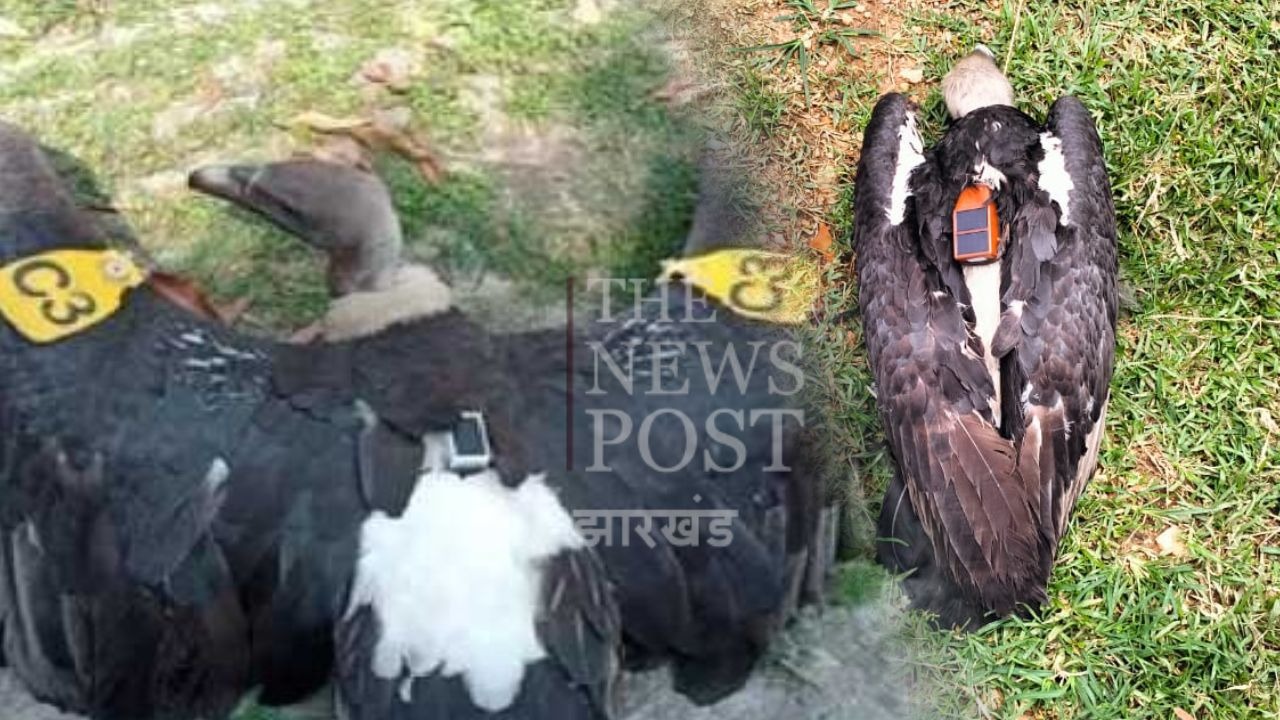BREAKING : घुसपैठ के बाद बांग्लादेशी गिद्ध की हुई झारखंड में एंट्री, पक्षी में लगा है इलेक्ट्रॉनिक डिवाइस