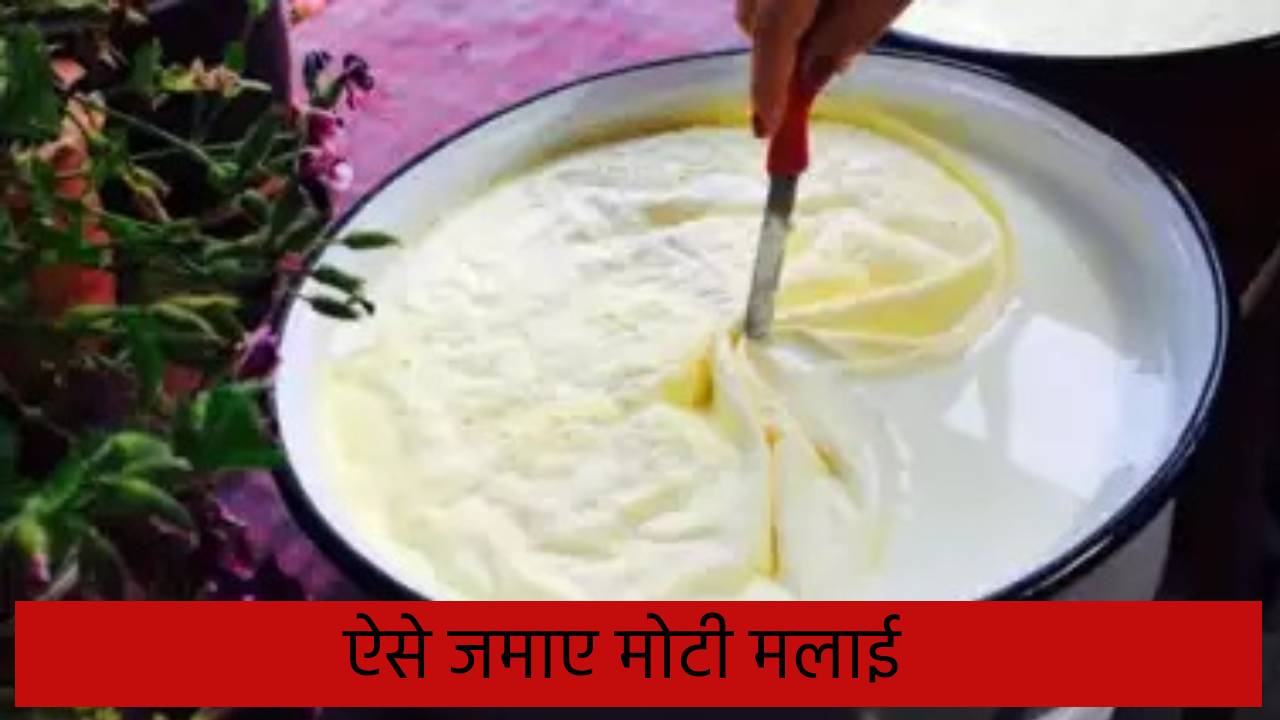 HOME TIPS: दूध में नहीं जम रही है मोटी मलाई तो अपनाएं ये आसान टिप्स