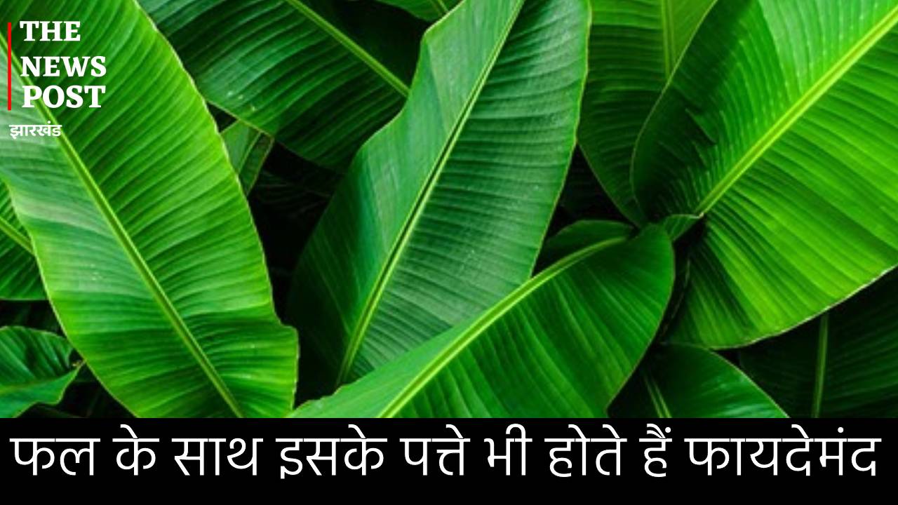 इम्यूनिटी से लेकर बालों तक के लिए बहुत फायदेमंद होते हैं केले के पत्ते, ऐसे करें इसका सेवन मिलेगा जल्द लाभ
