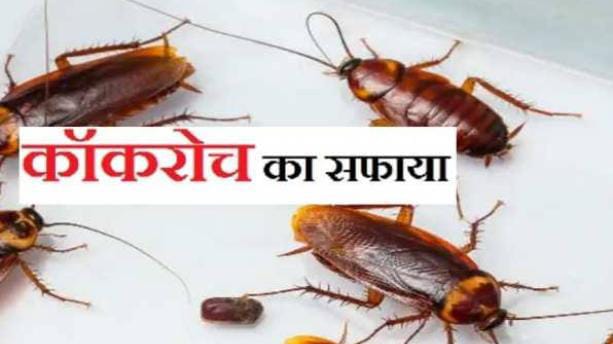 आप भी घर में घूमते कॉकरोच से हो गए हैं परेशान, तो आज ही ट्राई करें दो ट्रिक दफा हो जाएंगे सारे कॉकरोच