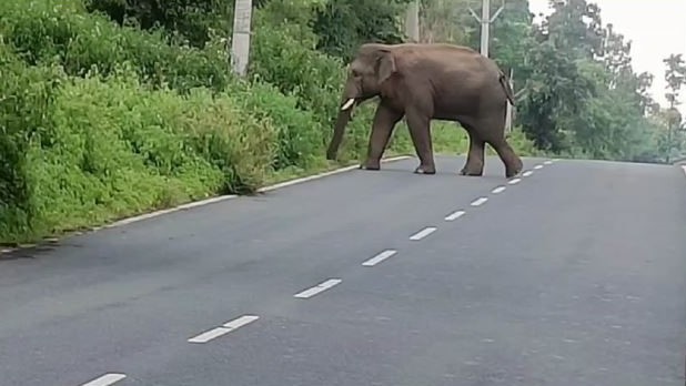 गढ़वा में हाथियों का आतंक, पांच लोगों को उतारा मौत के घाट, वन विभाग ने लोगों को किया अलर्ट