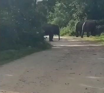 गढ़वा में गजराज का तांडव, 10 एकड़ का फसल रौंद कर किया बर्बाद, ग्रामीणों ने मशाल जलाकर हाथियों को खदेड़ा