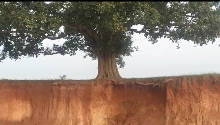 गुमला:धड़ल्ले से हो रहे मिट्टी के उठाव की वजह से खतरे में पड़ा पेड़ों का अस्तित्व, बिजली के खंभों के गिरने के बढे़ चांसेस