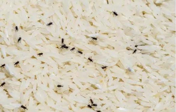 घर में रखे चावल में लग गए है कीड़े, तो अपनाएं दादी मां का ये नुस्खा, दूर भागेंगे कीड़े