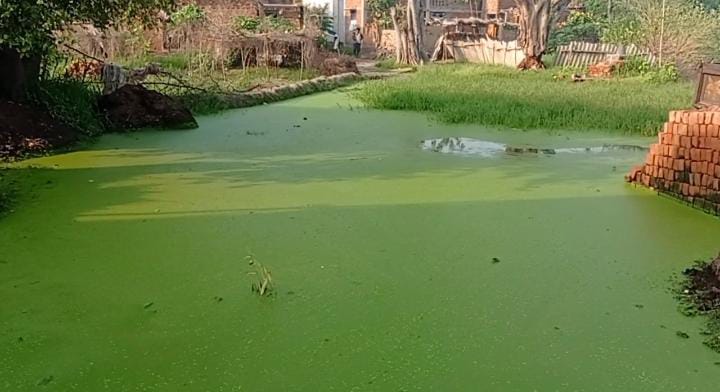 Bihar News: 25 साल से नर्क की ज़िन्दगी जी रहे हैं इस गांव के लोग, शिकायतों के बाद भी नहीं हुई पानी निकासी की व्यवस्था, गंदे नाला का तालाब बना रोड 