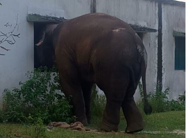 मटरगश्ती में गजराज, पहले तोड़ी स्कूल की दीवार फिर बच्चों का मिड डे मील का अनाज किया चट