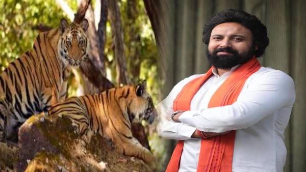 फिर लौटेगी बेतला की रौनक, सूर्या की मुहिम के बाद पलामू टाइगर में हुई बाघ बाघिन की पुष्टि   