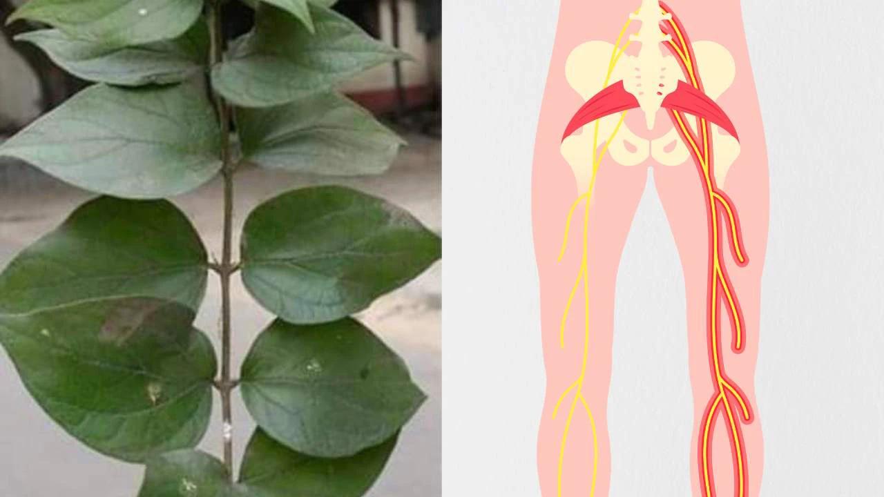 अगर आप भी साइटिका के दर्द से हैं परेशान तो ये पत्ता आपके लिये है रामबाण, ऐसे करें इस्तेमाल 