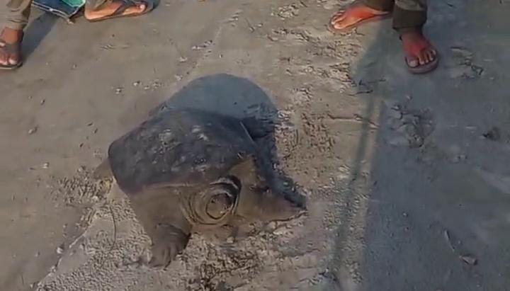 बिहार के इस जिले में खेत में मिला दुर्लभ प्रजाति का कछुआ, वजन सुन उड़ जायेंगे होश