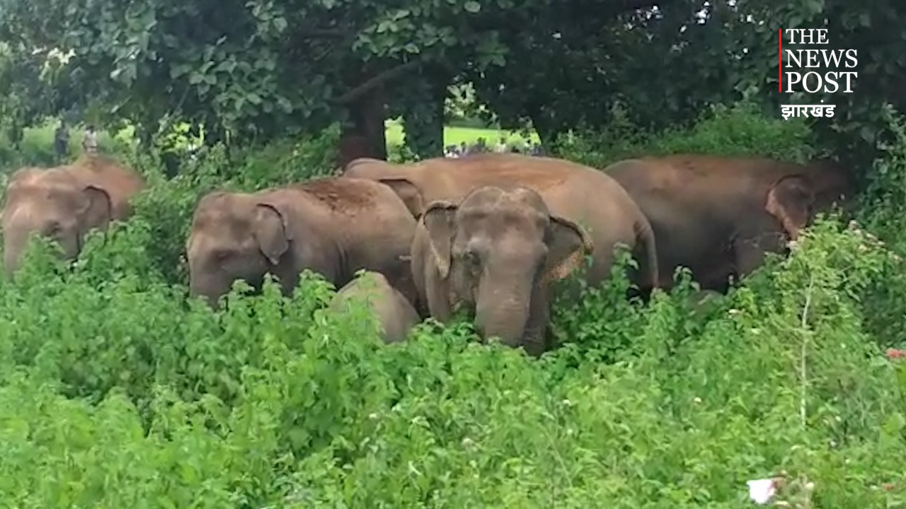 जंगलों की कटाई के कारण जंगली हाथी कर रहे शहरों की ओर पलायन, लोगों को हो रहा जान माल का नुकसान   