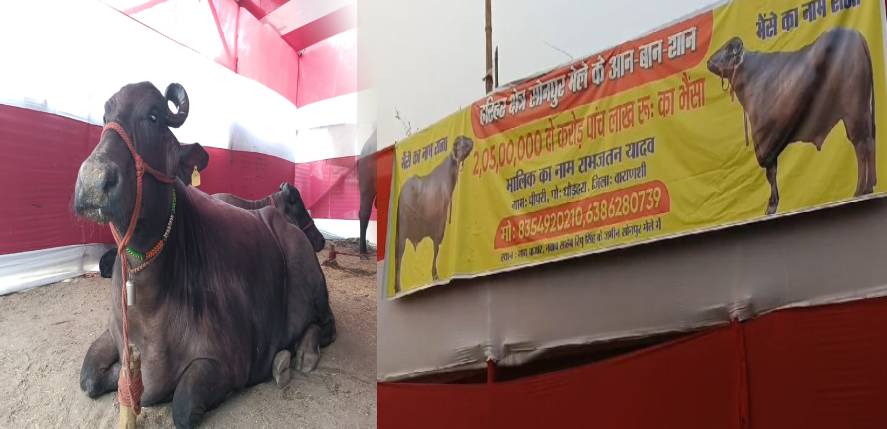 सोनपुर मेले में पहुंचा बीयर पीने वाला भैंसा...कीमत जान उड़ रहे लोगों के होश