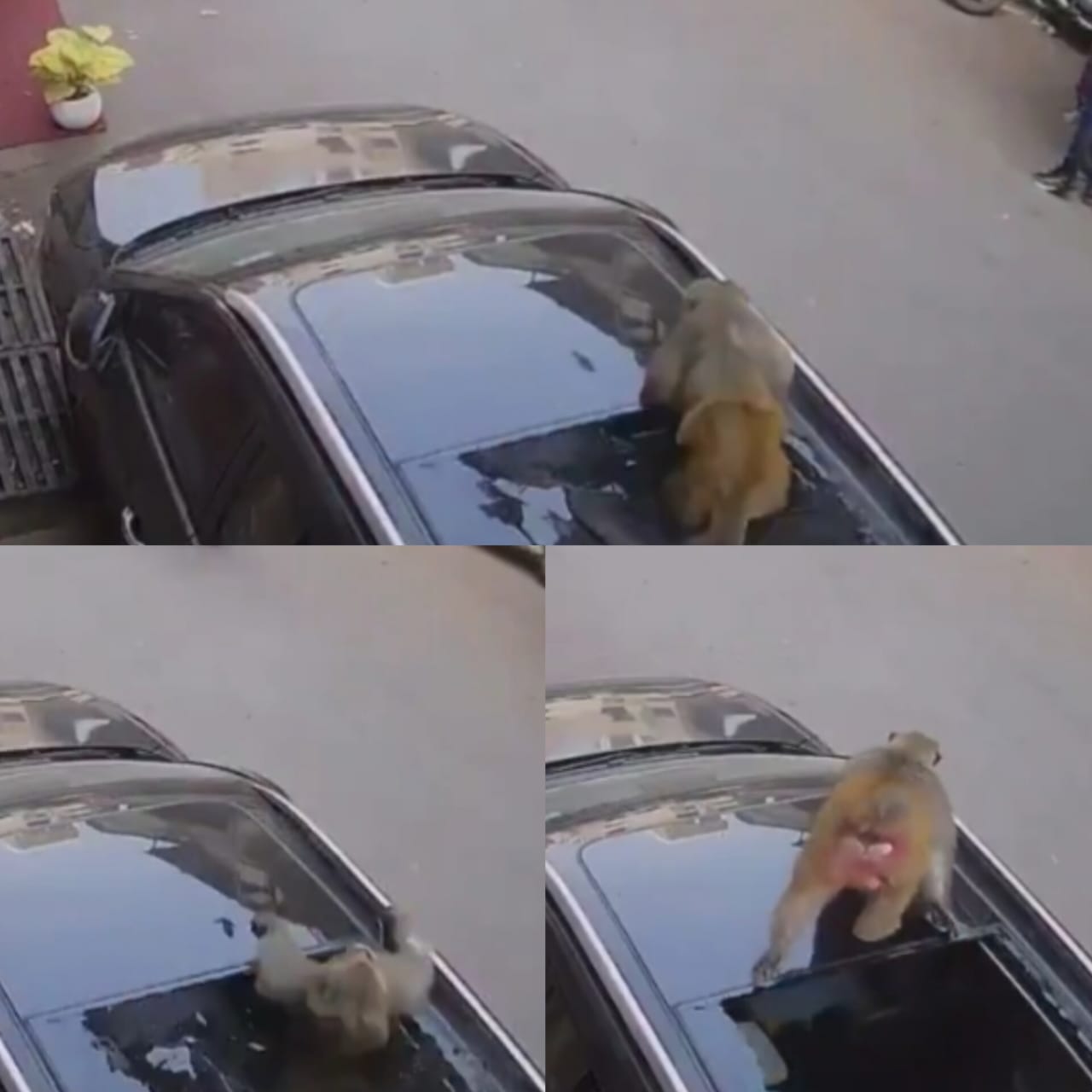 "छत से कुदा सनरूफ़ पर अटका" बंदर ने कर दी कार की ऐसी हालत, मालिक को लग गई लाखों की चपत, देखें वीडियो