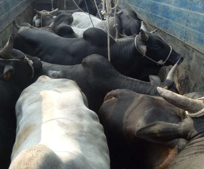 झारखंड में पशु तस्करी का नया तरीका ईजाद, जानिए कैसे शुरू हुआ तस्करी का नया धंधा