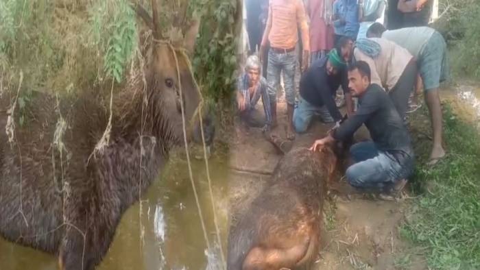 जंगल से भटक कर गांव में पहुंचा बारहसिंगा, ग्रामीणों ने किया वन विभाग के हवाले