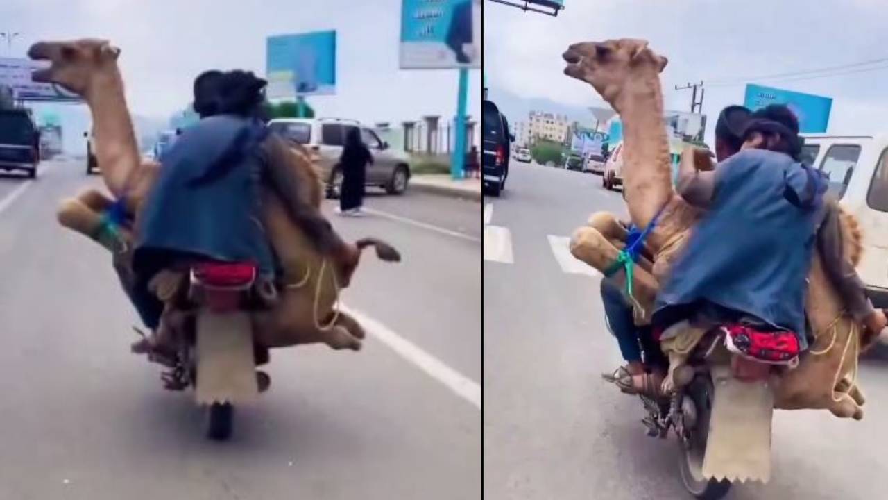 ऊंट का ‘बाइक राइडर’ अवतार, जब रेगिस्तान छोड़ ऊंट ने की बाइक की सवारी, दंग रह गए लोग, देखिए वायरल वीडियो  