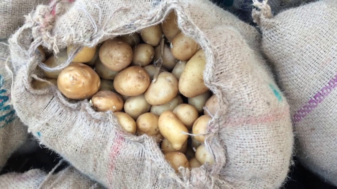 आलू पर अघोषित जंग : "दादागिरी" पर उतरी  बंगाल सरकार, पढ़िए-झारखंड के साथ बिहार भी कैसे आया लपेटे में !