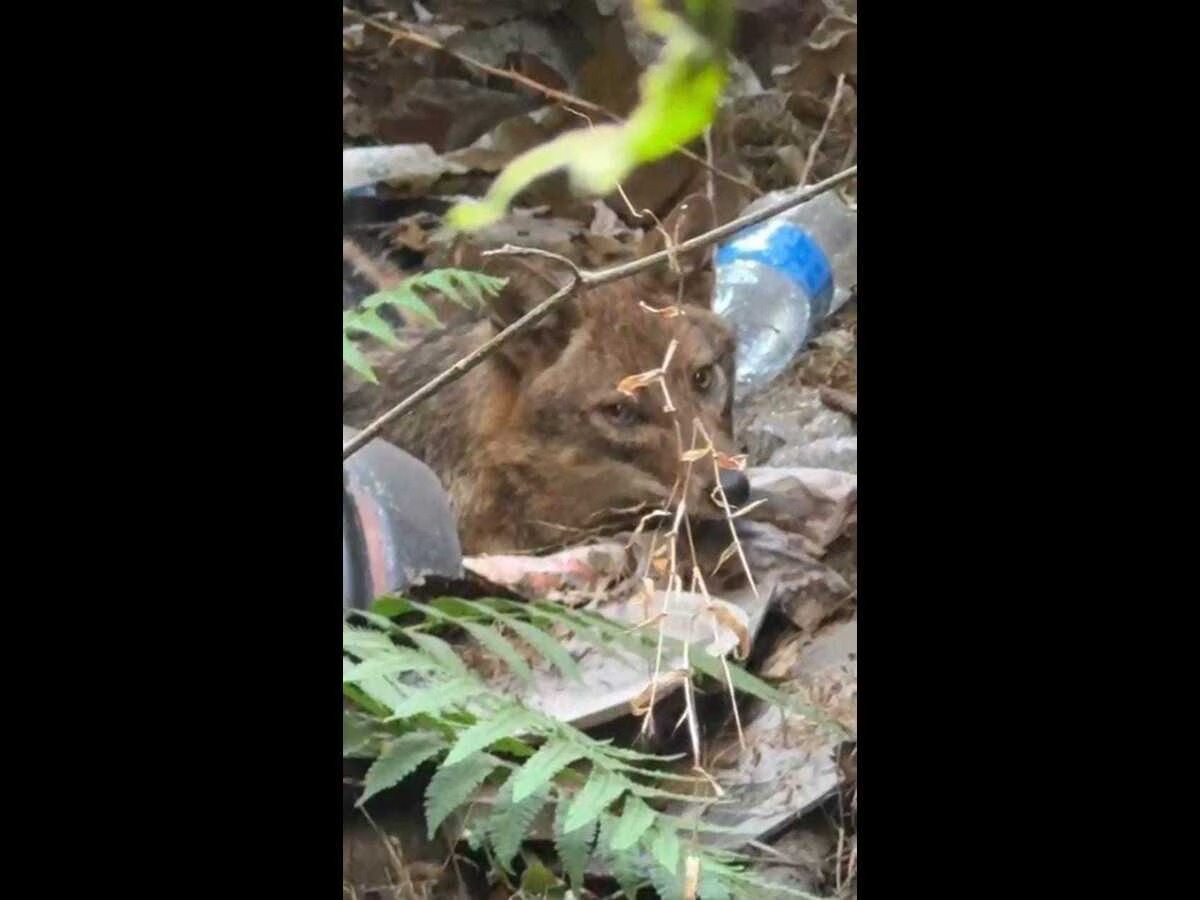 धनबाद: ग्रामीण इलाकों के बाद धनबाद शहर में घुसा सियार, दहशत में लोग