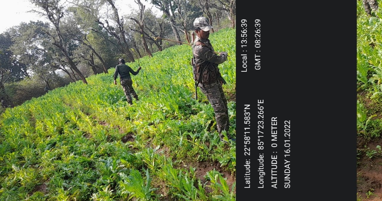 खूंटी में बड़े पैमाने पर अफीम की खेती , एसपी के निर्देश पर मुरहू पुलिस ने नष्ट किया अवैध फसल