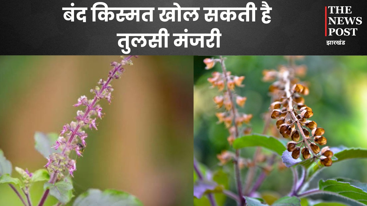 आंगन में लगे तुलसी के पौधे में दिखे मंजरी, तो फिर खुलने वाली है आपकी लॉटरी, बस करें ये तीन काम