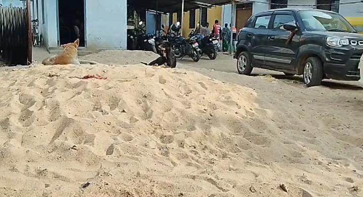 अब बिहार में स्कूलों से कुत्ता भगाएंगे शिक्षक! सरकार ने जारी किया फरमान, तो टेंशन में पड़े गुरु जी