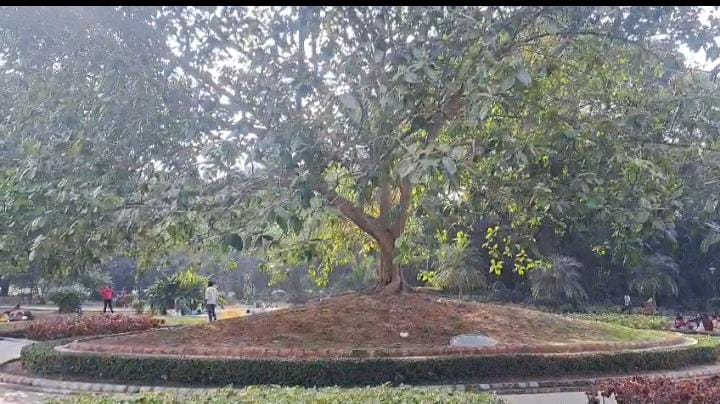 आज भी लौहनगरी से पूर्व प्रधानमंत्री डॉ मनमोहन सिंह का है गहरा नाता, पढ़ें  कैसे जमशेदपुर और उनके रिश्ते की गवाही दे रहा ये वृक्ष