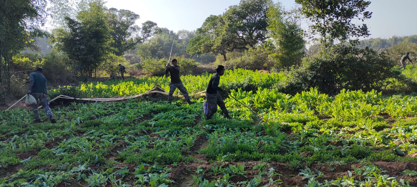 अवैध अफीम की खेती के खिलाफ प्रशासन सख्त, अवैध खेती को किया नष्ट