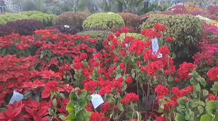 रंग बिरंगे फूलों की खूशबू से गुलजार हुई लौहनगरी! फ्लॉवर शो में 3 हजार से अधिक किस्म के फूलों की लगी प्रदर्शनी, दीदार के लिए लोगों की उमड़ी भीड़