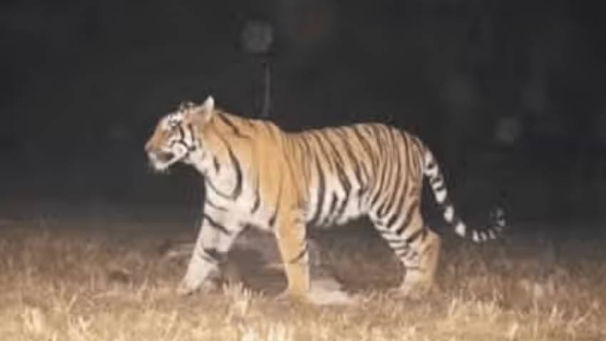 फिर से बाघ की दहशत! प्रशासन ने किया अलर्ट,जंगल में सुनाई दे रही दहाड़, डर के साए में ग्रामीण