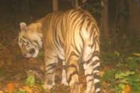 गढ़वा: हाथी के बाद गढ़वा में बढ़ा बाघ का आतंक, वन विभाग ने ग्रामीणों को किया अलर्ट, शुरु की ट्रैकिंग