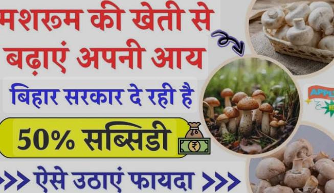 बिहार सरकार ‘झोपड़ी मशरुम योजना’ के तहत देती है 50% की सब्सिडी, पढ़ें किसान कैसे उठा सकते है लाभ