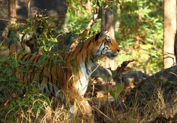 गढ़वा में फैला जोड़े बाघ का दहशत, वन विभाग को मिले नर और मादा बाघ के फुटमार्ग, पढ़ें क्या कह रहा है वन विभाग
