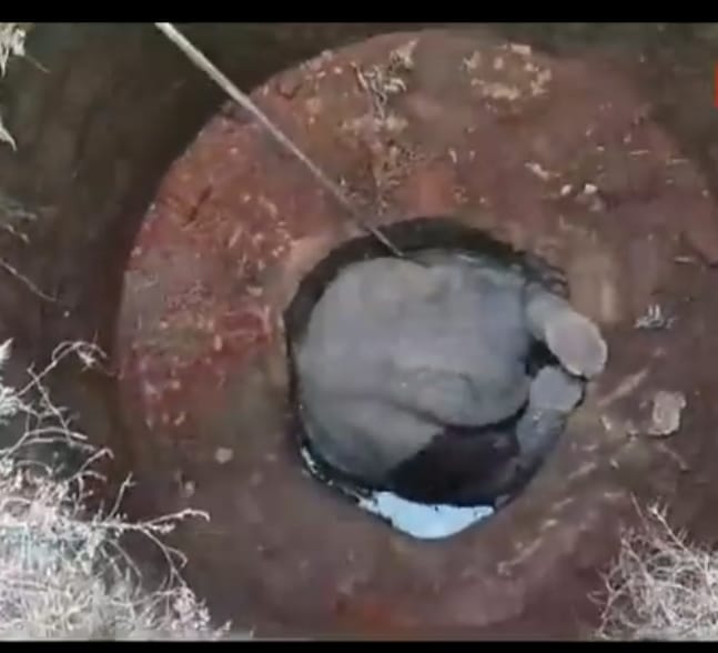 झारखंड में हाथी मर भी रहे हैं और मार भी रहे हैं, हेमंत सरकार से सवाल- झारखंड में सुरक्षित कॉरिडोर का क्या हुआ?