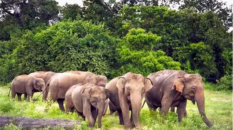 गढ़वा में हाथियों का तांडव, मवेशी चराने गए वृद्ध को उतारा मौत के घाट