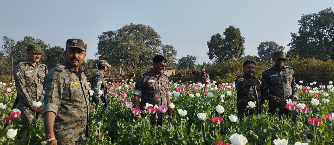 हजारीबाग: जब एसपी खुद पोस्ते की खेत में उतरे और भांजने लगे लाठियां, 50 एकड़ में लगी खेती को किया नष्ट