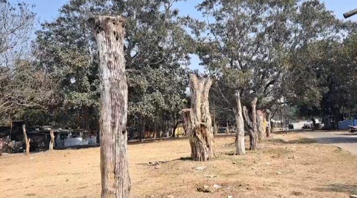 जमशेदपुर: जुस्को ने उखाड़े कई पेड़ पर प्लांटेशन के नाम पर हुई सिर्फ खानापूर्ति, अधिकारियों की लापरवाही से सूखे पेड़
