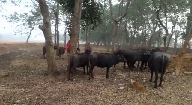 रात भर सोते नहीं धनबाद के टुंडी के लोग, हर आवाज पर चौंक कर उठते हैं ग्रामीण