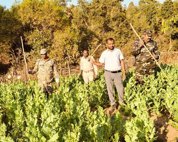 अफीम की खेती पर पुलिस की बड़ी कार्रवाई, 70 एकड़ में लगे पोस्ता की फसल को किया नष्ट