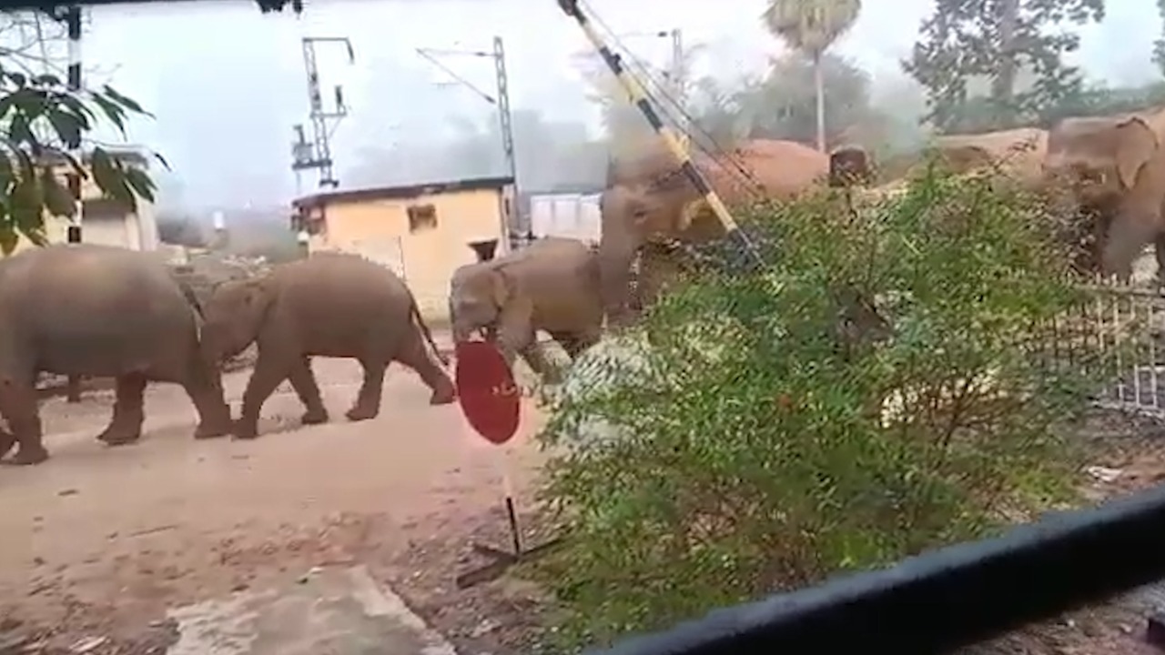 जमशेदपुर में हाथियों के कब्जे में स्टेशन, रेलवे कर्मचारी फरार