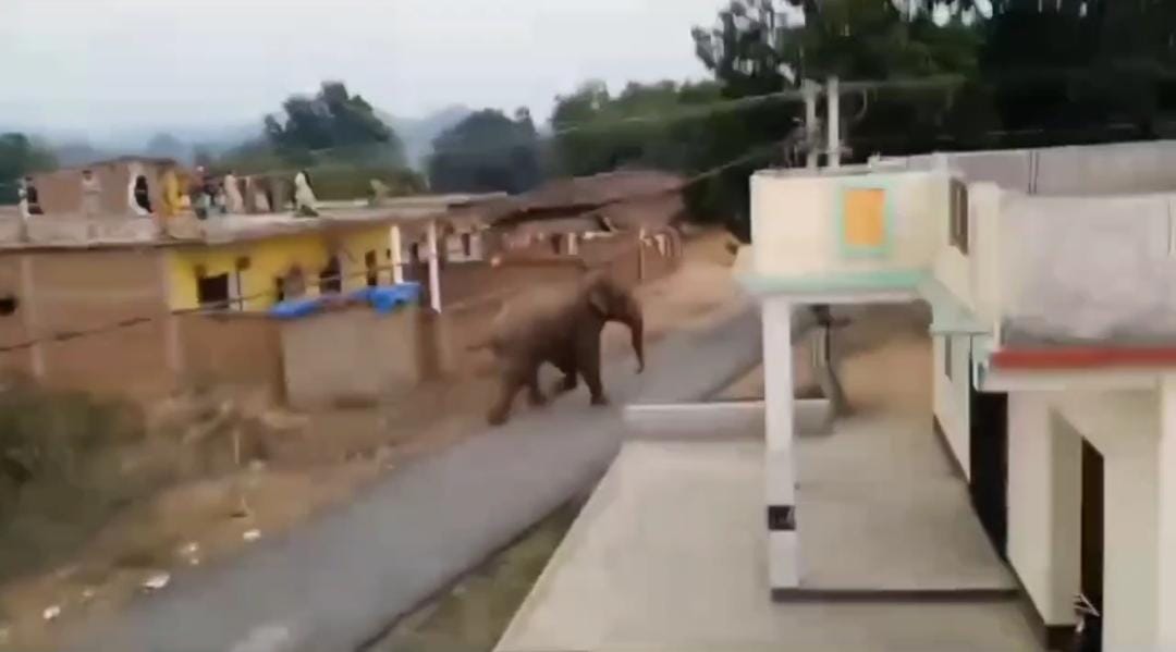 गढ़वा में नहीं रुक रहा हाथियों का आतंक, फिर एक की कुचल कर ली जान, ग्रामीणों में वन विभाग के प्रति आक्रोश