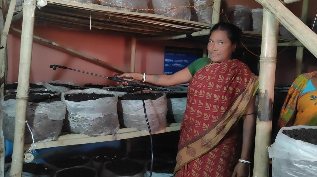 Good News: बटन मशरूम से चमकी साहिबगंज की गरीब आदिवासी महिलाओं की किस्मत, पढ़ें कैसे हर महीने कर रही हैं आमदनी