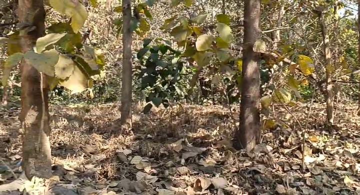 जमशेदपुर:दलमा वन क्षेत्र को आगजनी से बचाने के लिए अलर्ट हुआ वन विभाग, 8 टीम बनाकर शुरु हुआ कार्य, पढ़ें अधिकारियों ने क्या कहा