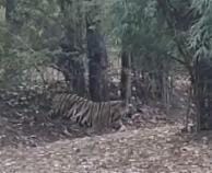 घाटशिला: दलमा वन  क्षेत्र में घूम रहा है पलामू टाइगर रिजर्व का बाघ, पंजा का निशान मिलने से ग्रामीणों में आतंक