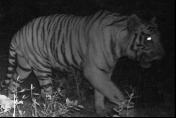 जमशेदपुर:दलमा के जगलों में पहुंचा पलामू रिजर्व का बाघ, वन विभाग के ट्रैप कमरे में तस्वीर हुई कैद, पढ़ें जानकारों ने क्यों बताया सुखद संकेत