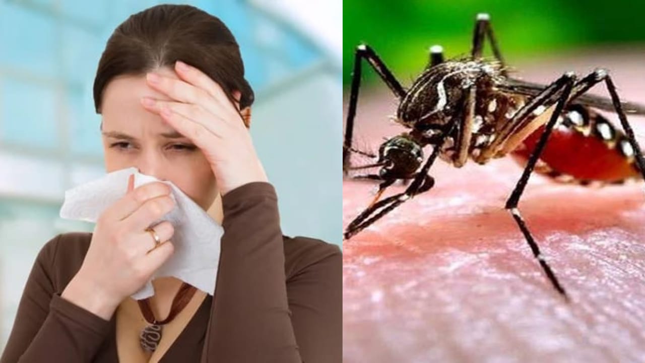 Health: तापमान के असामन्य बदलाव से एलर्जी का बढ़ा खतरा, तापमान बढ़ने से डेंगू मच्छर मचा सकता है कोहराम