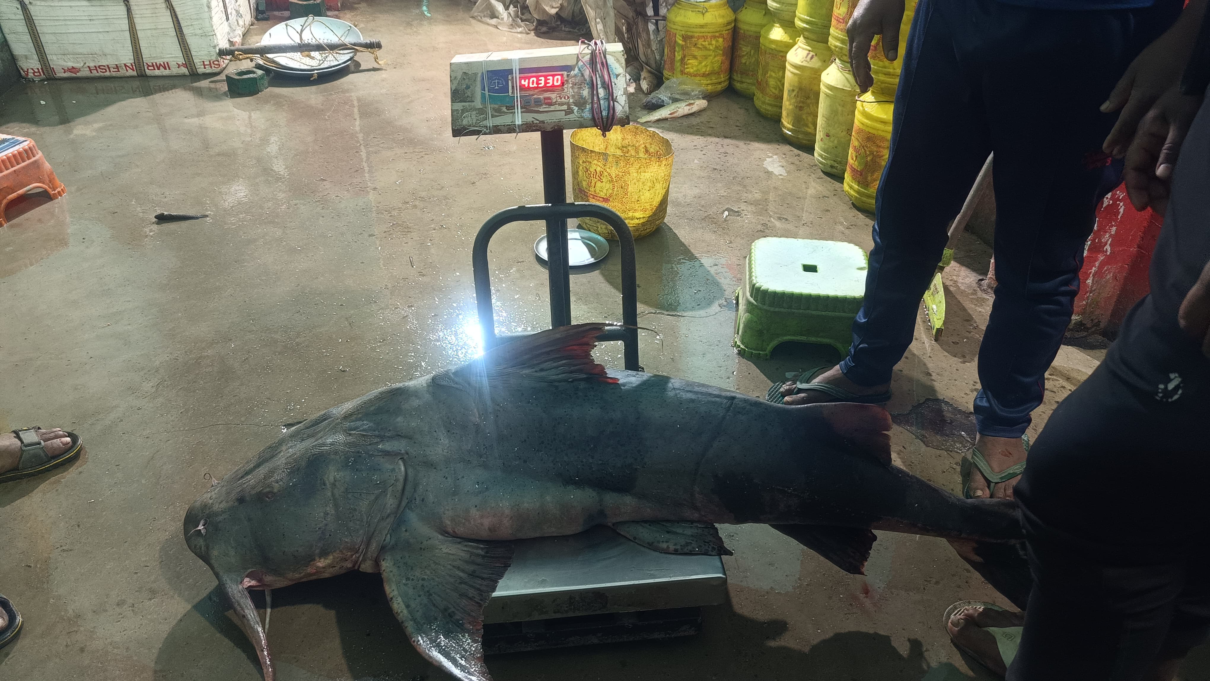 Bihar News:कटिहार में 41 किलो की मछली बनी चर्चा का विषय, मछली देखने उमड़ी भीड़